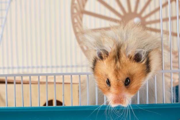 Long haired syrian hamster crawling out of cage hamster escape