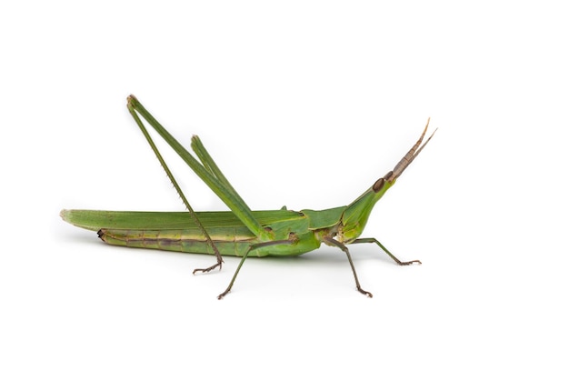 Photo long-headed grasshopper isolated on white background