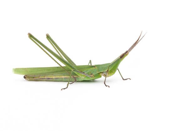 Long-headed grasshopper isolated on white background