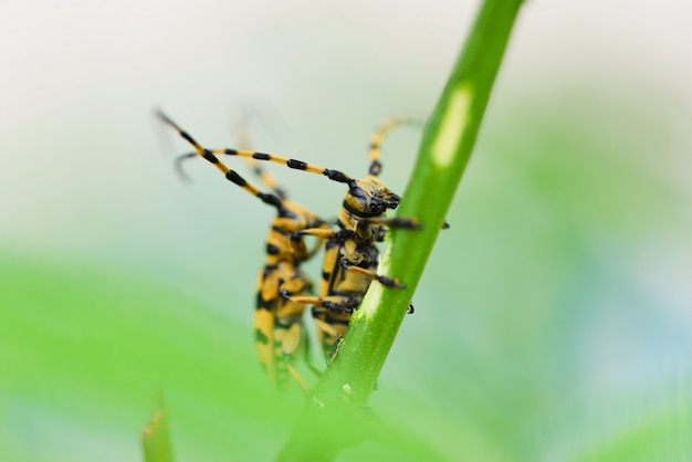 枝の木に長いホーンカブトムシ