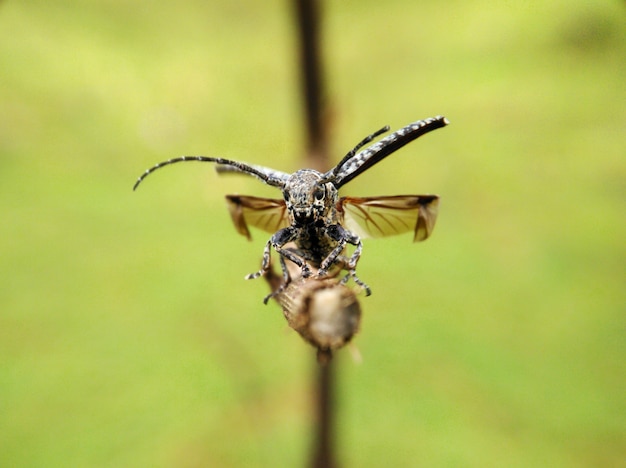 Long horn beetle go to fly