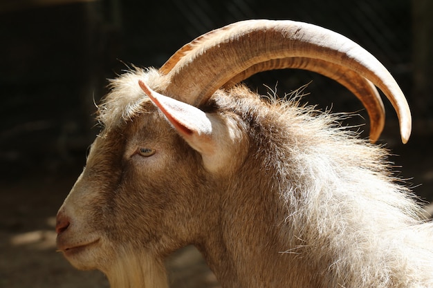 Long horn goat