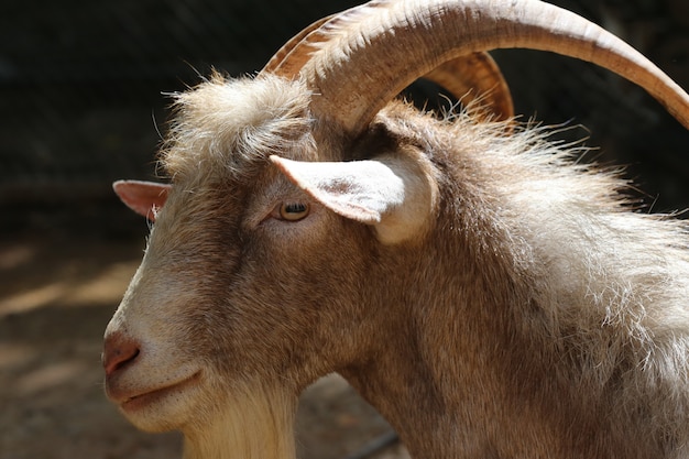 Long horn goat