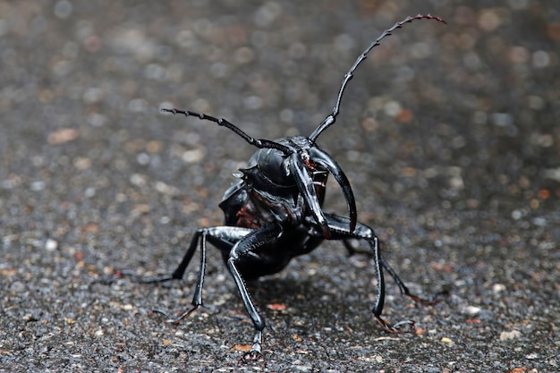 長い角型カブトムシ美しい黒い昆虫のクローズアップ