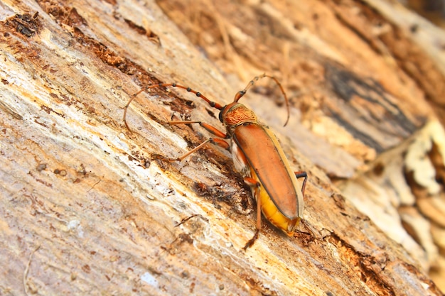 Long Horned Beetle on tree