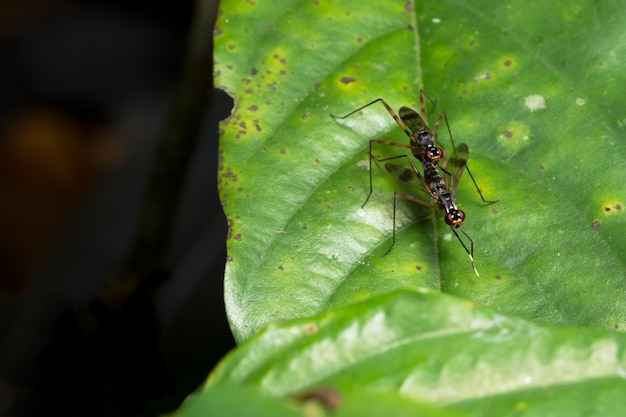 Long legs insect