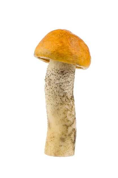 Long mushroom orange-cap boletus isolated on white