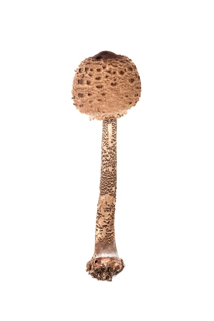 Длинный грибной зонтик, изолированные на белом фоне, вид сверху крупным планом