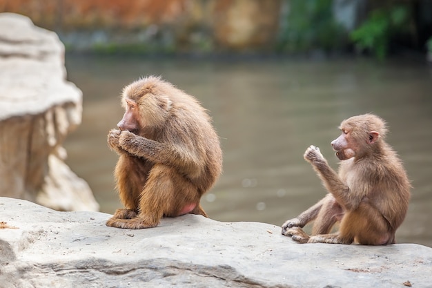 Long Nose Proboscis monkeys with baby