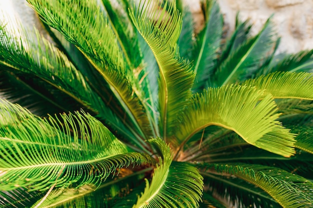 Long palm branches with thin sharp leaves