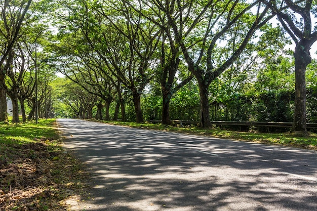 Lungo sentiero lungo sentiero alberato luce e ombra giornata di sole sentiero di cemento strada lunga punto di fuga inspirational sentiero del parco giorno d'estate ombre sul pavimento