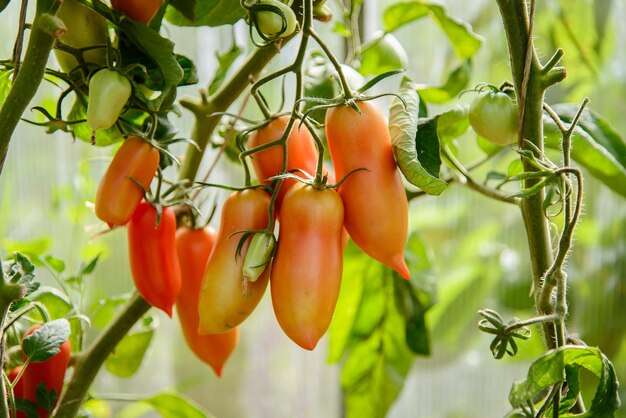 long plum tomatoes growing on a branch in a greenhouse