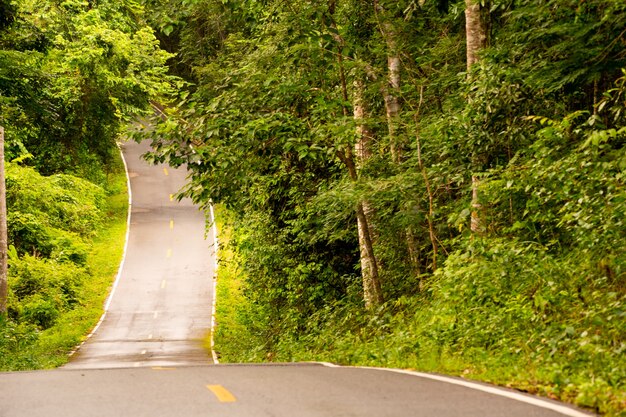 Photo long road in forest on daytime