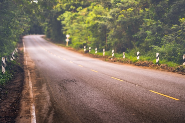 Long road or main street in forest