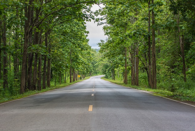 Long road with curving down hill with tree tunnel.