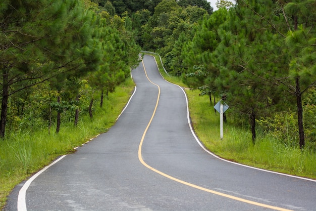 Long road with curving up hill with tree tunnel.