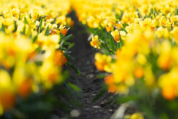 Long rows of beautiful yellow daffodils