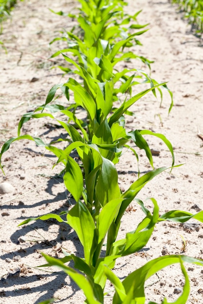 Фото Длинные ряды невысокой молодой кукурузы, растущей на сельскохозяйственном поле весной или летом, солнечная погода, детали и специфика сельскохозяйственных работ