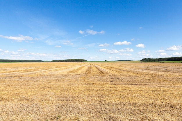 Long rows of stubble seeds of cereal plants after harvesting summer landscape