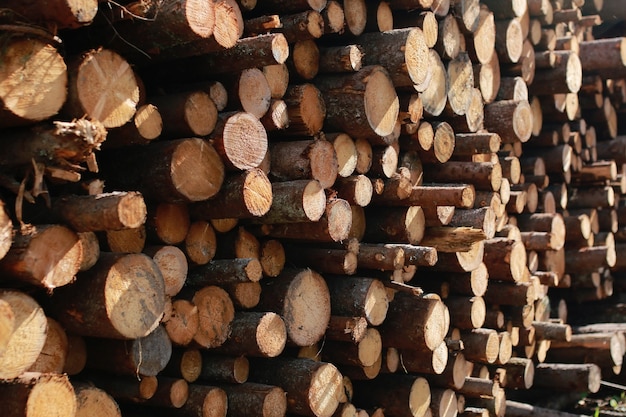 Long sawn logs lie on the pile on the site