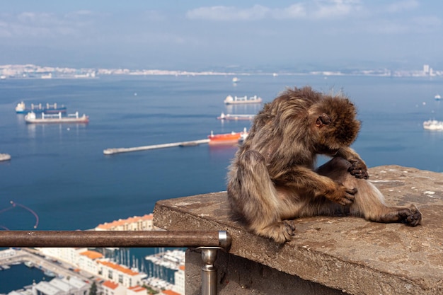 long shot of a monkey from gibraltar sitting on a concrete platform worming himself