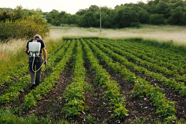 Long shot working agricultor