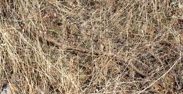 Premium Photo | Long snake in yellow grass