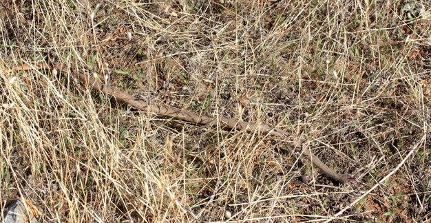 Long snake in yellow grass