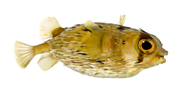 Il pesce istrice a spina dorsale anche conosciuto come balloonfish coperto di spine - diodon holocanthus su bianco isolato