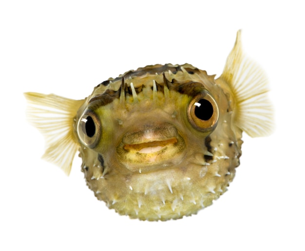 Long-spine porcupinefish also know as spiny balloonfish - Diodon holocanthus on white isolated