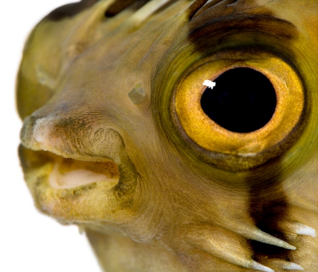 Photo long-spine porcupinefish also know as spiny balloonfish - diodon holocanthus on white isolated