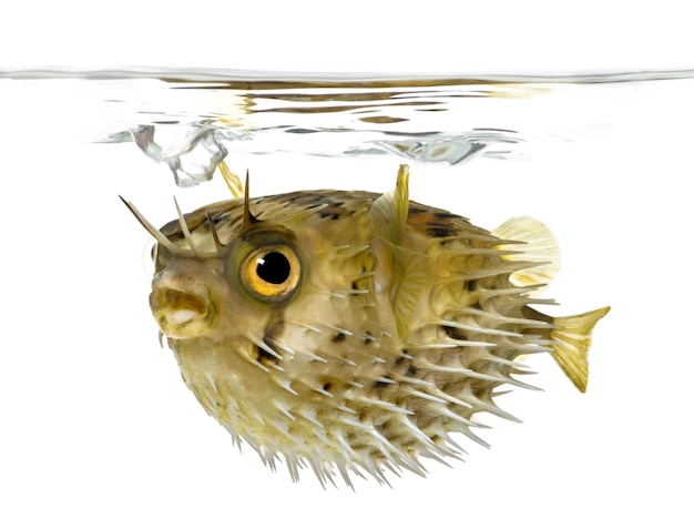 Photo long-spine porcupinefish also know as spiny balloonfish - diodon holocanthus on white isolated