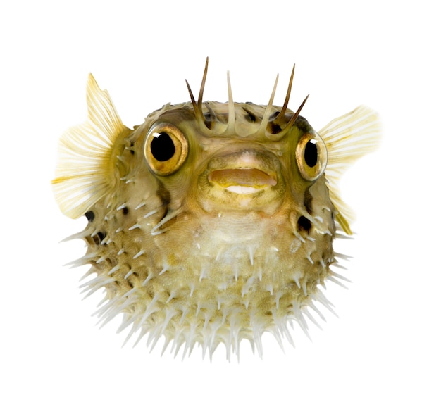 Long-spine porcupinefish also know as spiny balloonfish - Diodon holocanthus on white isolated