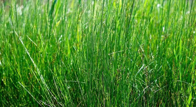 Long stems of fresh green grass background