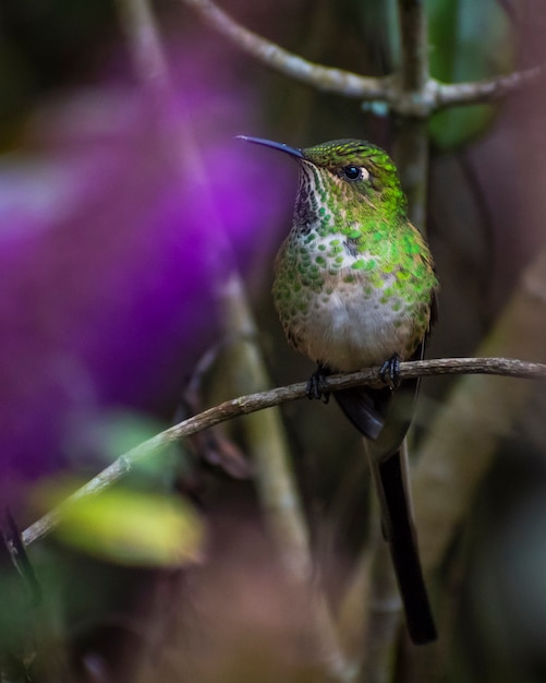 Foto fondo porpora dell'uccello di colibrì della coda lunga
