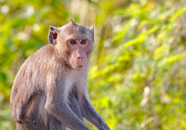 긴 꼬리 원숭이 게 먹는 원숭이 Macaca fascicularis