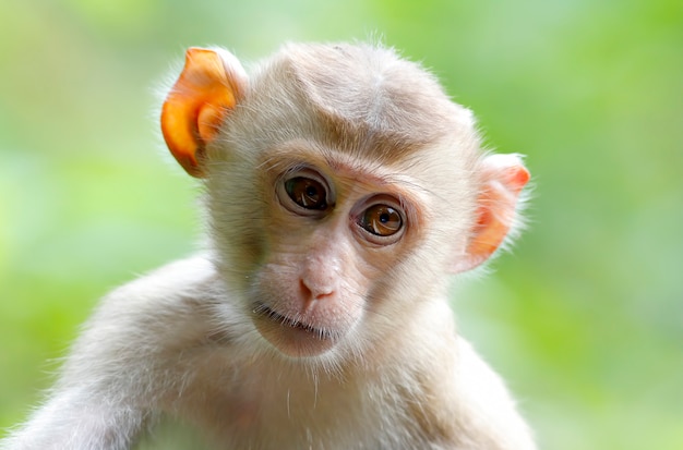 ロングテールマカクカニマカクMacaca fascicularis