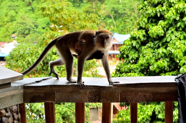 A long tailed macaque and its cub in gunung leuser national park sumatra