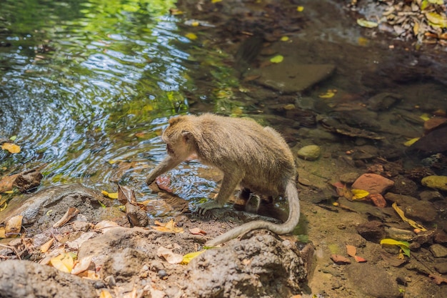 Long-tailed macaque, Macaca fascicularis looking for food in the river. The forest of monkeys in Ubud, Bali, Indonesia