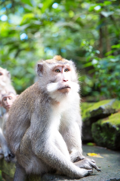 Длиннохвостая макака (Macaca fascicularis) в Священном лесу обезьян, Убуд, Индонезия