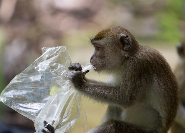 Scimmia di macaco a coda lunga che mangia sacchetto di plastica nel parco nazionale di bako nel borneo, malesia