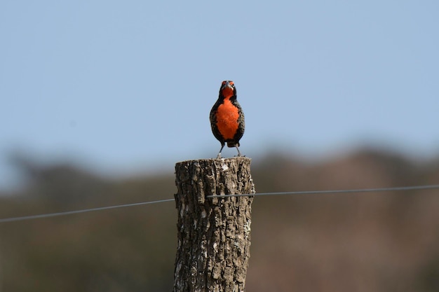 긴 꼬리 Meadowlark La Pampa 아르헨티나