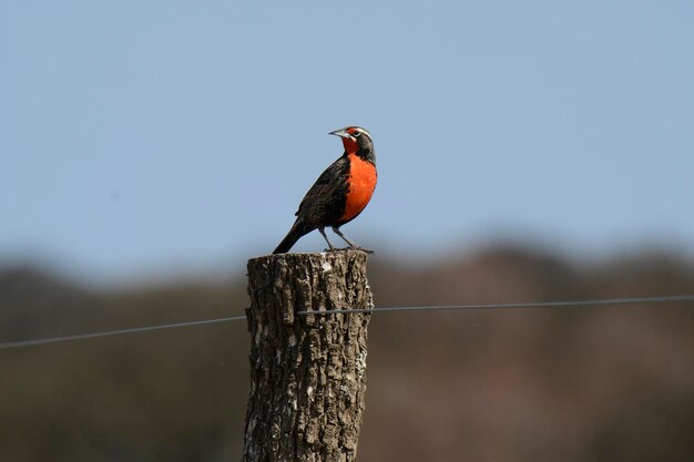 Photo long tailed meadowlark la pampa argentina