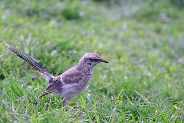 Long tailed Mockingbird Mimus longicaudatus perched on fresh green grass