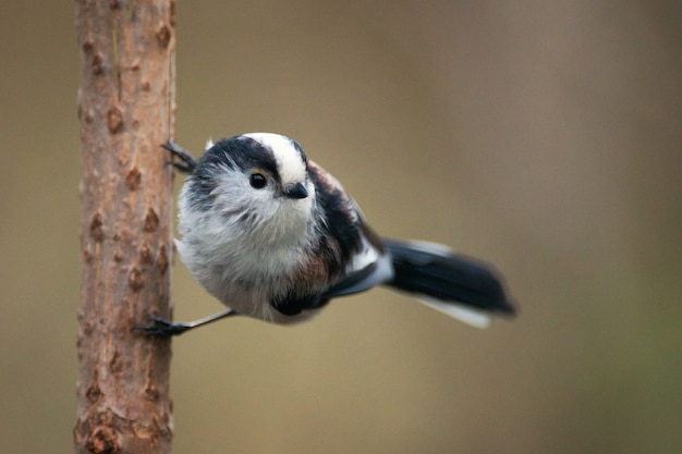 枝に座っている長い尾のシジュウカラAegithalos caudatus