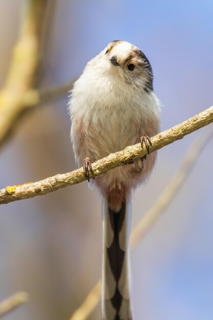 Длиннохвостая синица на ветке (Aegithalos caudatus) Милая маленькая птичка