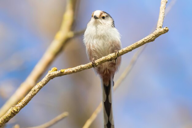 Long-tailed tit on branch (Aegithalos caudatus) Cute little Bird