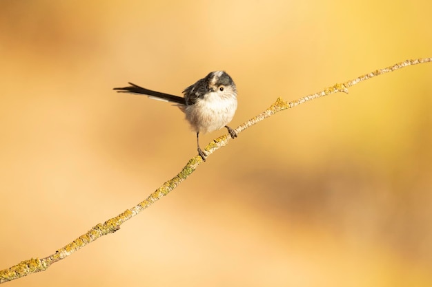 Long-tailed tit on a branch near a natural water point in a Mediterranean forest