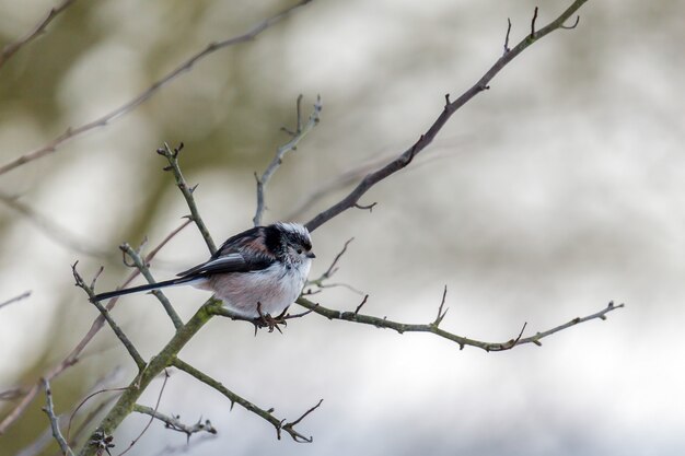 Long Tailed Tit Feeling the Cold