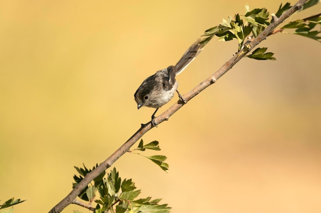 Long-tailed tit in a Mediterranean forest with the first light of the day on a branch